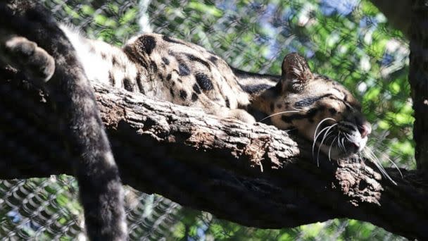 PHOTO: A clouded leopard named Nova rests on a tree limb in an enclosure at the Dallas Zoo. Nova went missing on Friday, Jan. 13, 2023 and the zoo was shut down as a result. (Dallas Zoo via AP, FILE)