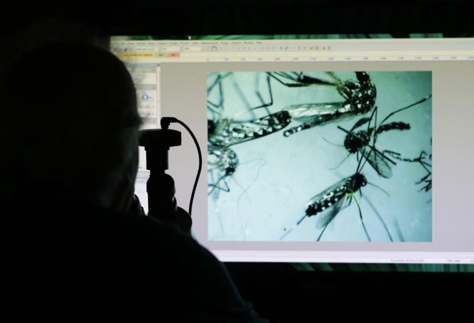 <p>Evaristo Miqueli, a natural resources officer with Broward County Mosquito Control, looks through a microscope at Aedes aegypti mosquitoes, Tuesday, June 28, 2016, in Pembroke Pines, Fla. (AP Photo/Lynne Sladky)</p>