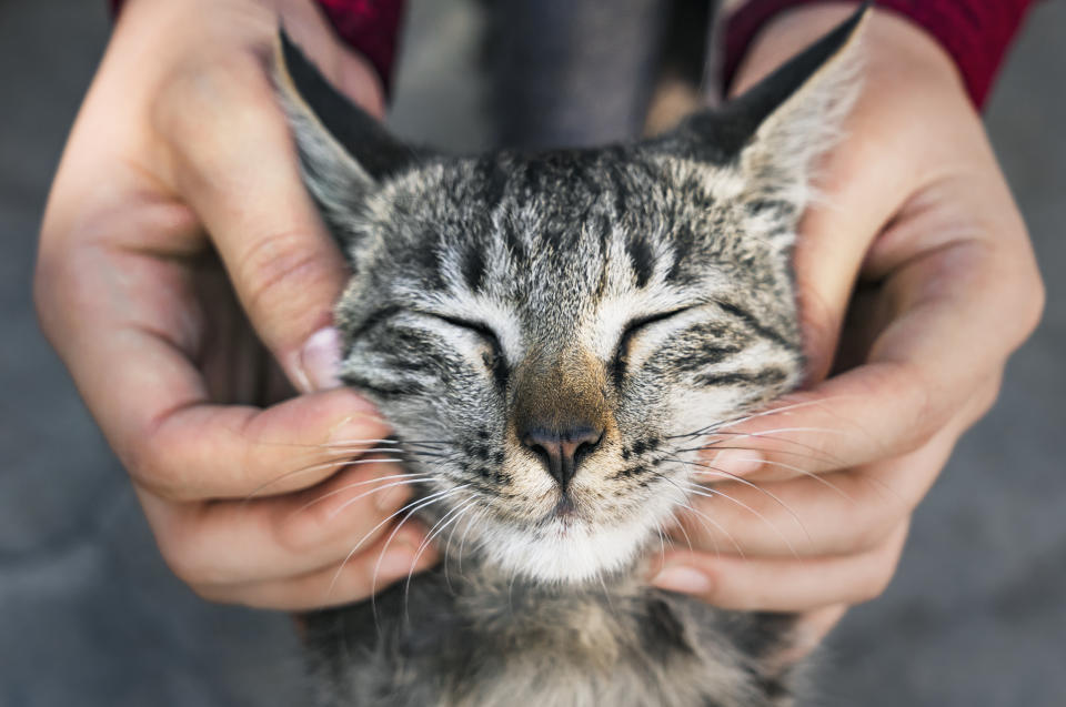 「世界動物日」一起關懷動物！幫助浪浪，你能做得比你想得更多！（圖片來源：Getty Images）