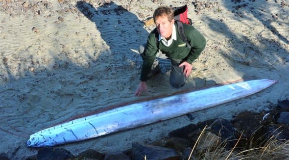 Extremely rare fish washes up on marsh in New Zealand