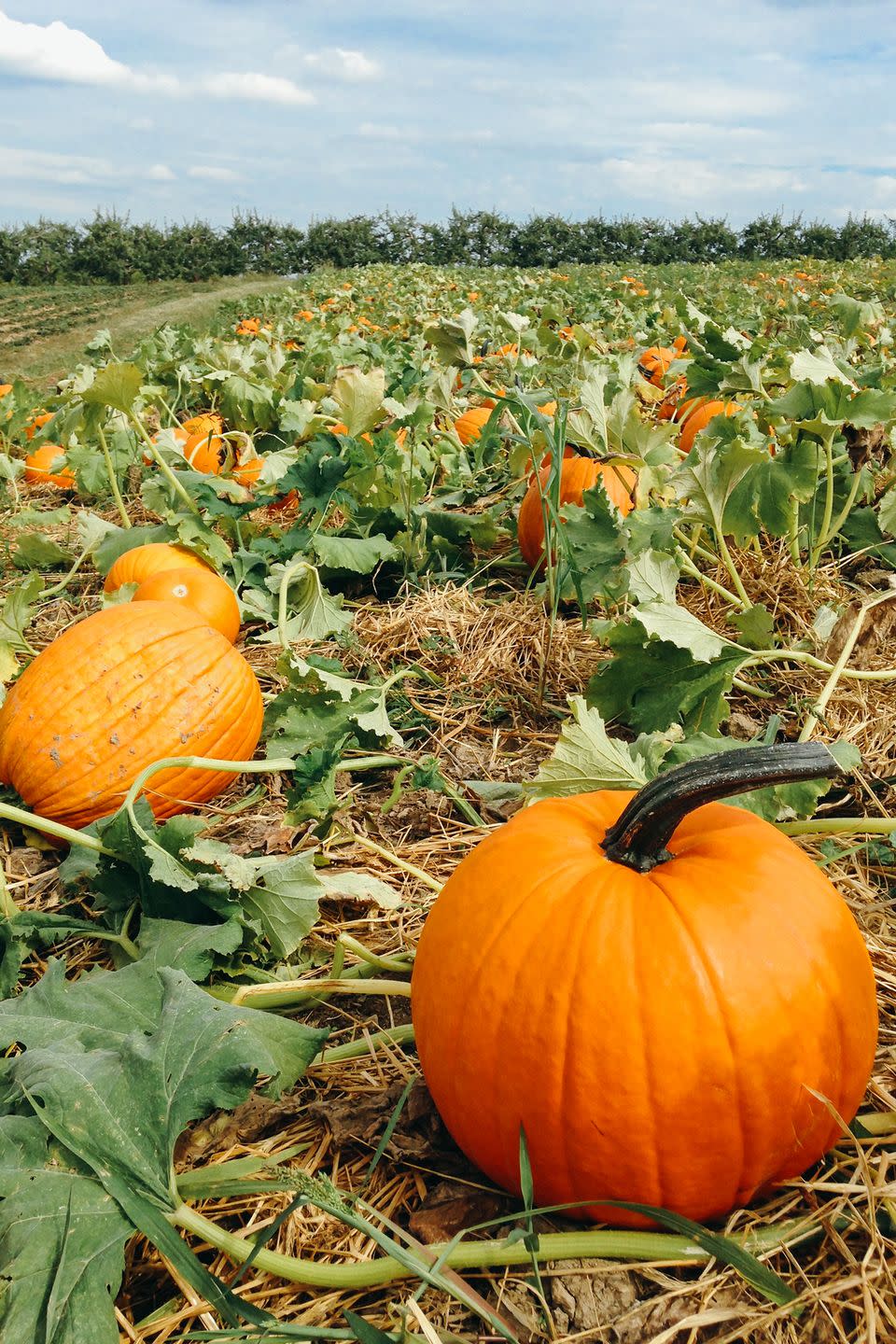 14) McCall's Pumpkin Patch in Moriarty, NM