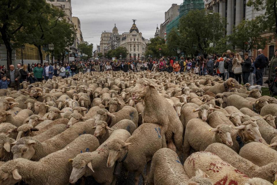 FILE - In this Sunday, Oct. 23, 2016 file photo shepherds lead their sheep through the centre of Madrid, Spain. Shepherds have guided a flock of 1,000 sheep through Madrid streets in defense of ancient grazing, droving and migration rights increasingly threatened by urban sprawl and modern agricultural practices. (AP Photo/Daniel Ochoa de Olza, File)
