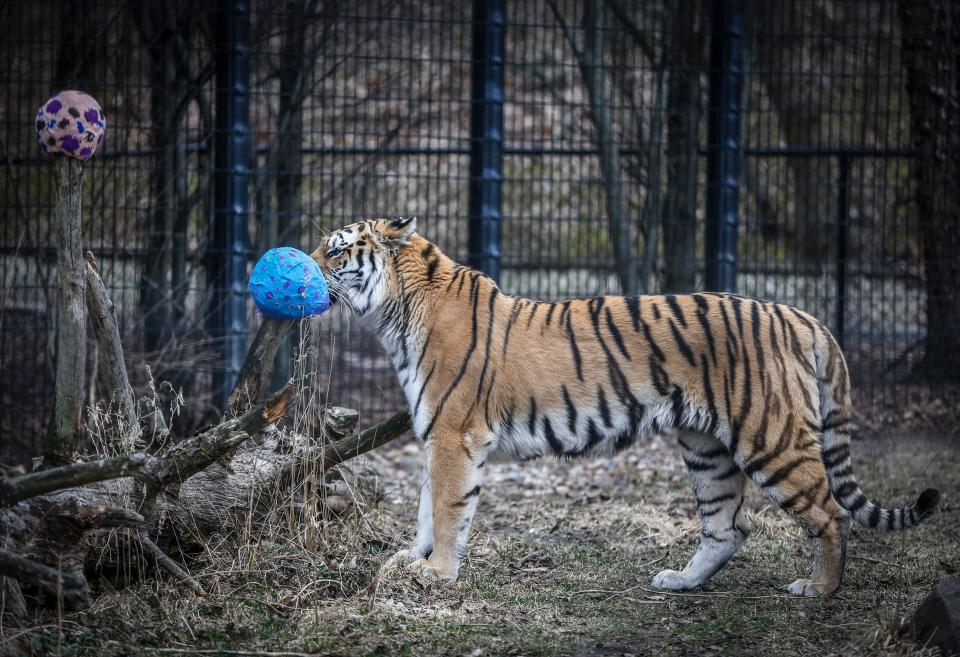 Misha, an Amur tiger, plays with her Easter treats, part of an animal enrichment activity during Eggstravaganza at the Blank Park Zoo on Saturday, March 31, 2018.