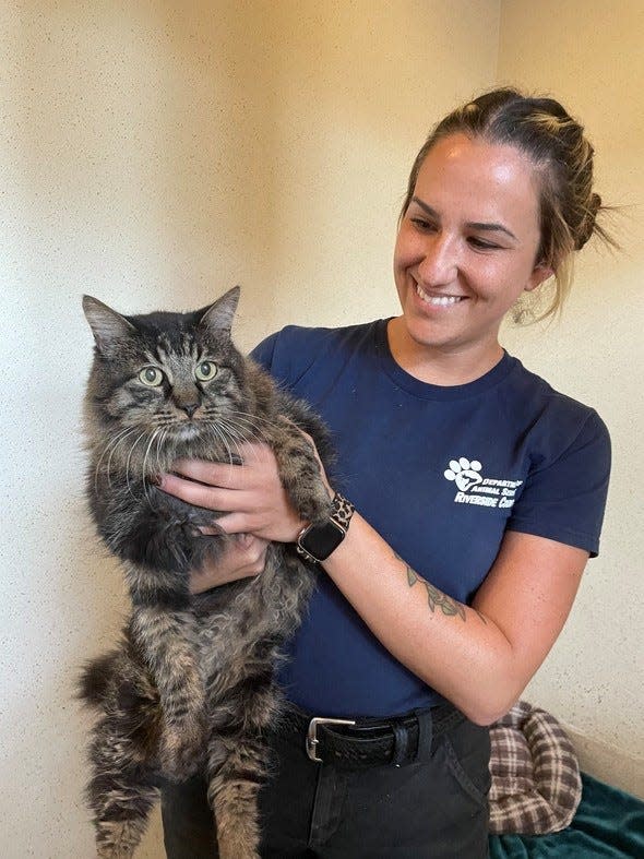 Animal Services Supervisor Alison Chavez greets a cat named Butters at an the animal shelter in Jurupa Valley. Butters was brought to the shelter after he was found wandering in Blythe, 12 years after he went missing from his owners in San Diego.