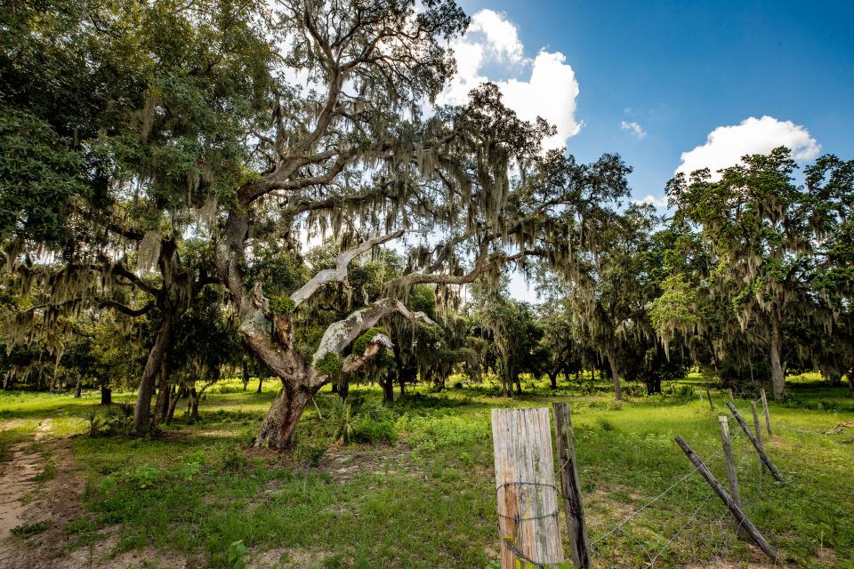 Davenport is buying a 50-acre group of properties known as the Torgerson Farm, with dreams of turning it into a park similar to Lakeland's Bonnet Springs.