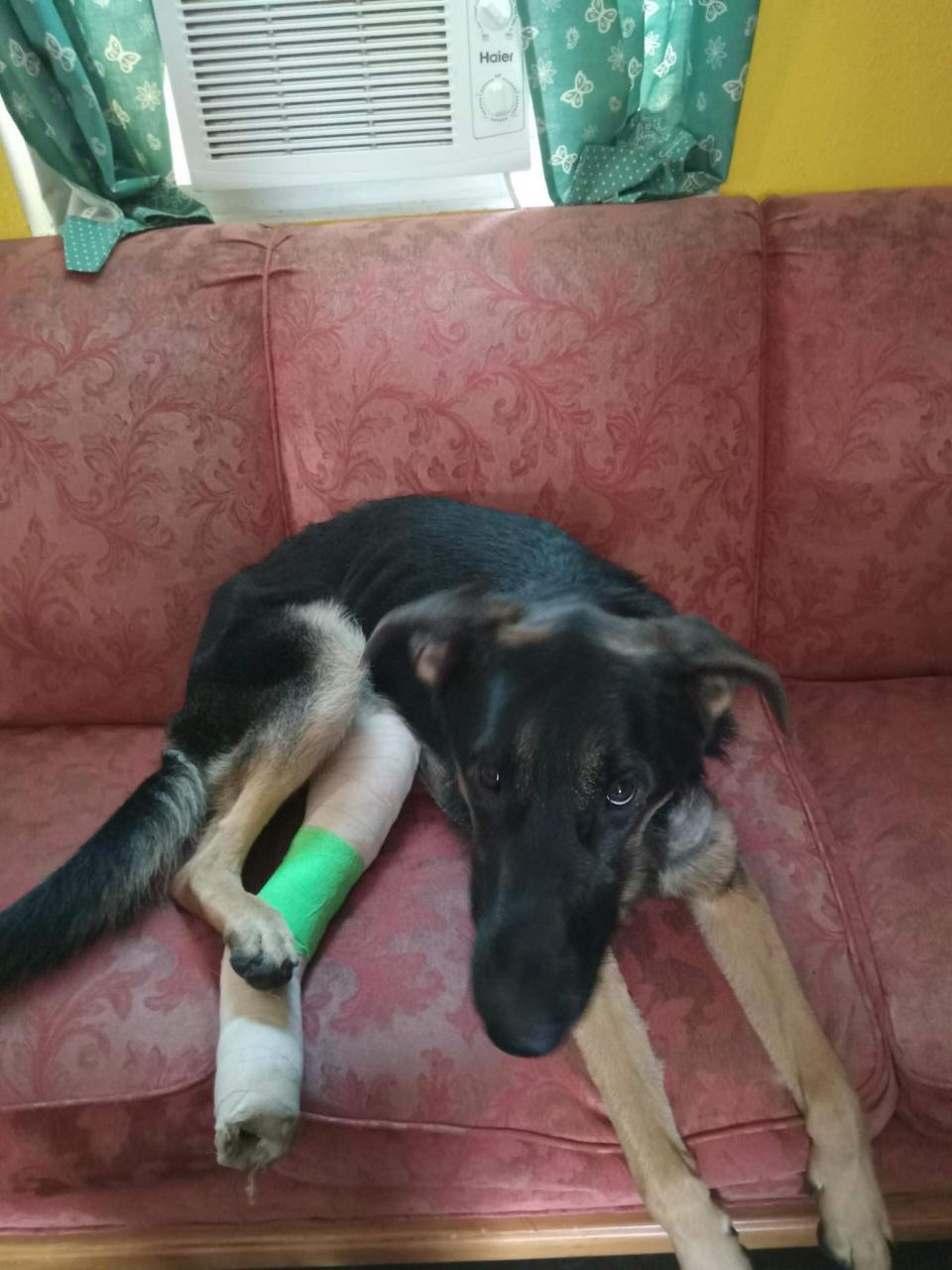 "Dumbo," a service dog owned by Sarah Tuggle, sits at her home after being treated for three gunshot wounds from an April 13 shooting incident near North Mills River Campground.