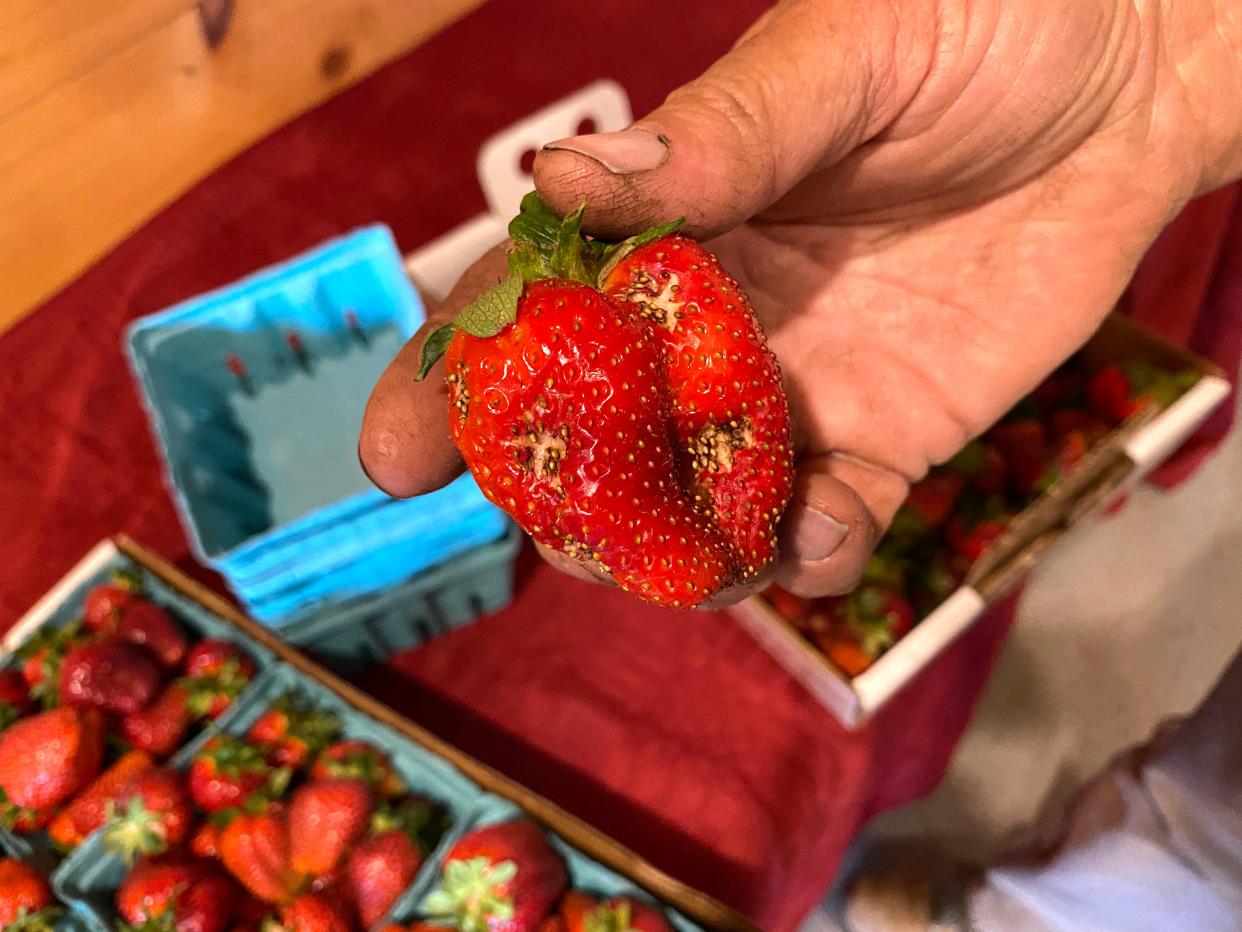 Hail damage on a strawberry at Troyer's Farm outside of Waynesboro.