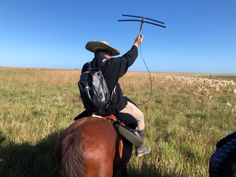 Guerra intentan localizar a un yaguareté con su antena