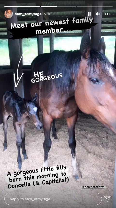 Horse and foal on Samantha Armytage's farm