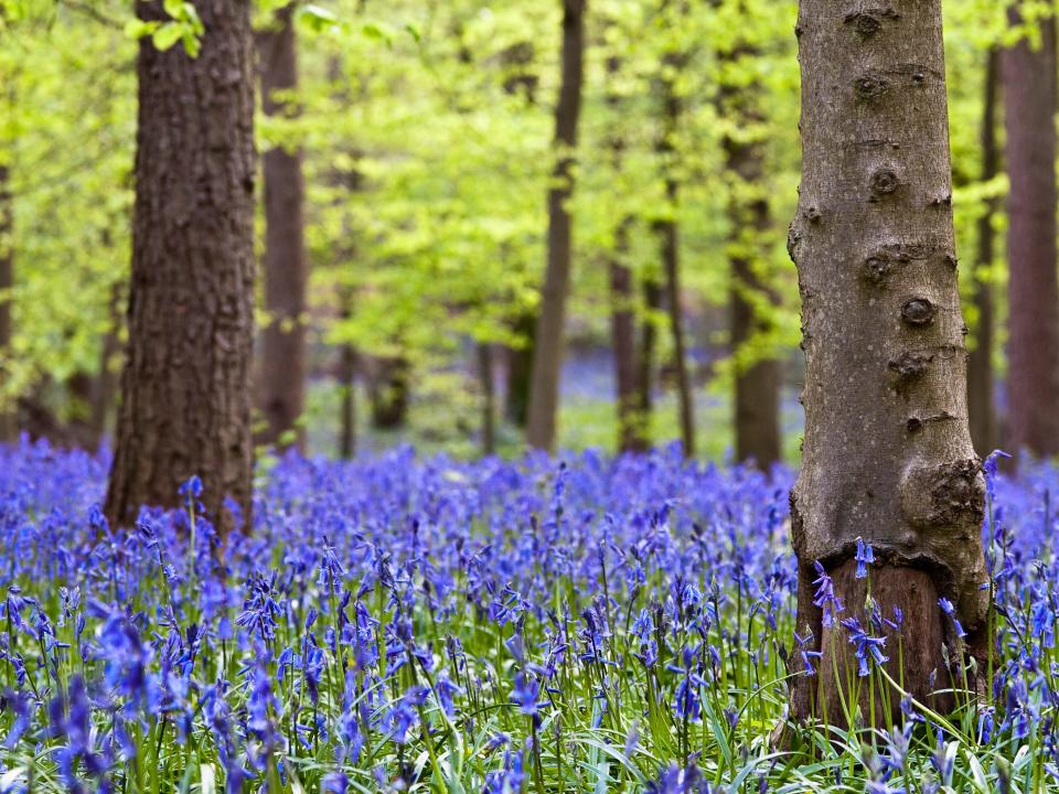 Whippendell Woods