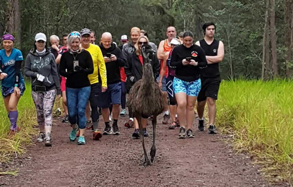 Fluffy the emu leads joggers to the starting line of the Nambour running track. Source: Nambour Parkrun / Facebook