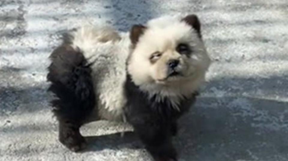 The small “pandas” are actually dyed chow chow dogs (ViralPress)