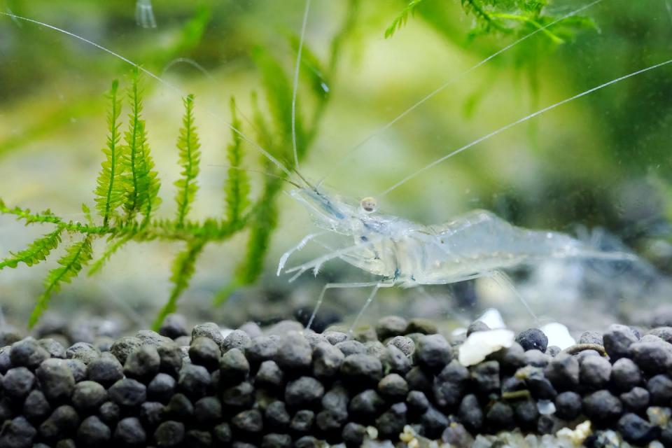 A ghost shrimp on an aquarium bottom