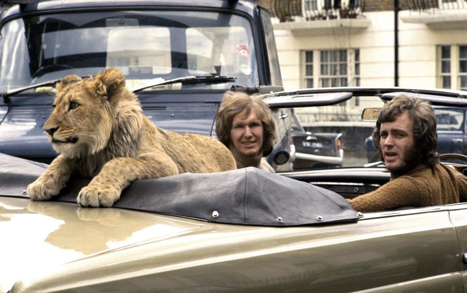 John Rendall (right) drives his Mercedes cabriolet in the King's Road, with Antony Bourke and Christian the lion cub - Derek Cattani/Shutterstock