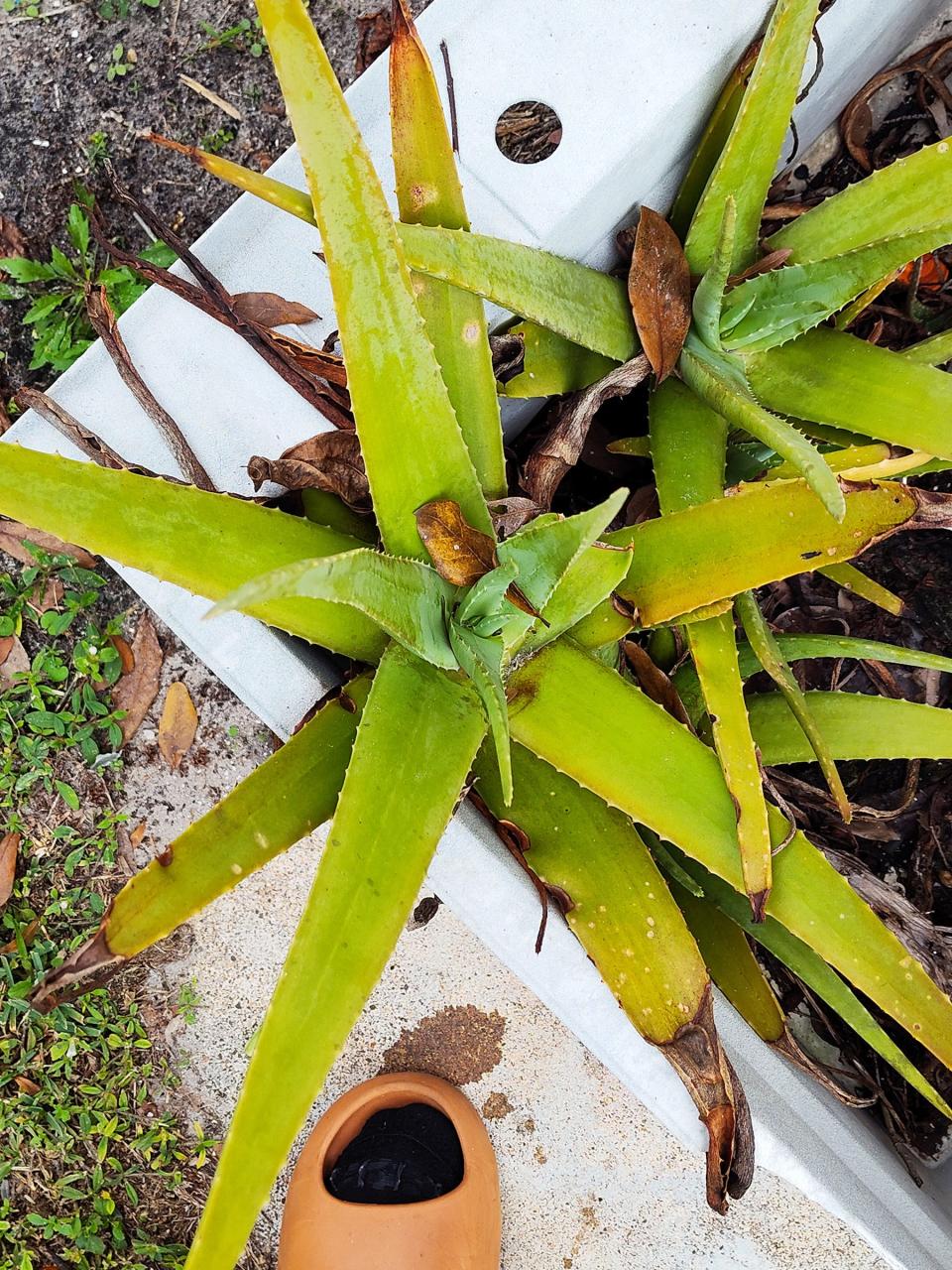 Aloe vera is a succulent plant species of the genus Aloe.
