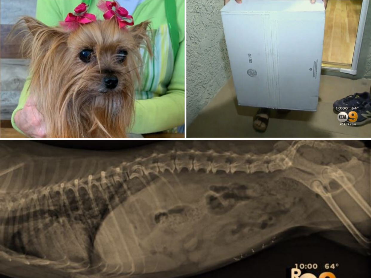 California couple Keiko Napier and Mitchell Galin claim their Yorkshire terrier Cooper had to be put down after she was seriously injured by a FedEx parcel thrown over their garden fence in Venice, Los Angeles: Keiko Napier/CBS Los Angeles