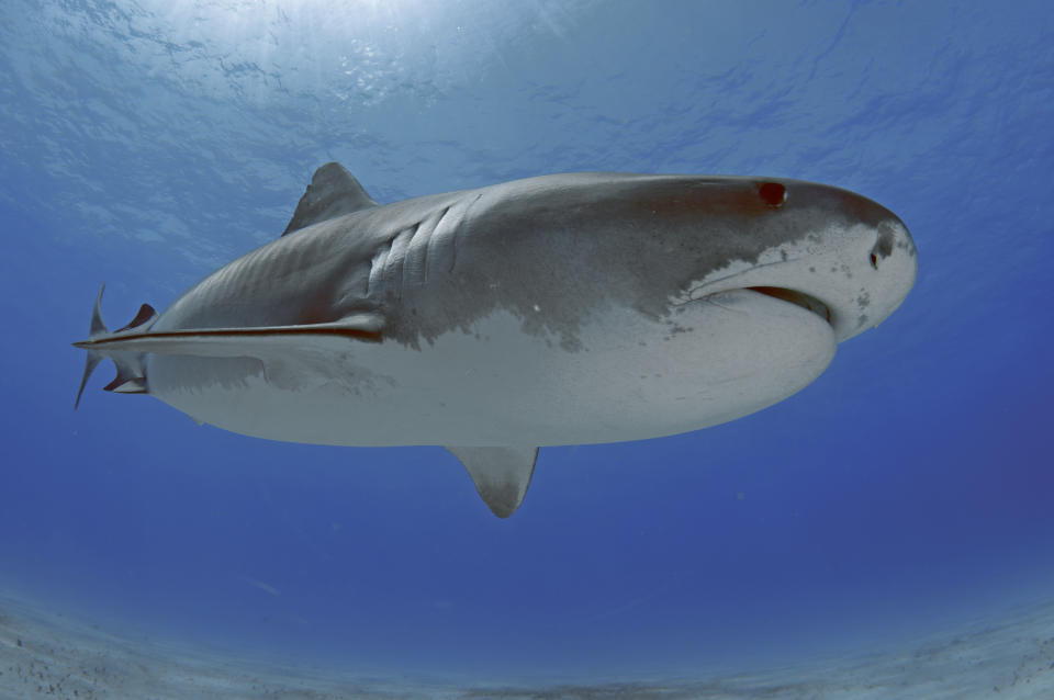 Tiger shark, Galeocerdo cuvier, Tiger Beach, Bahamas. (Photo by: Andre Seale/VW PICS/Universal Images Group via Getty Images)