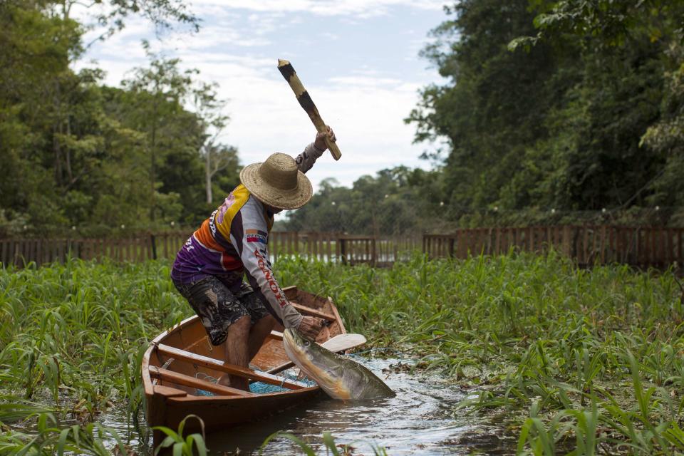 Villager Diomesio Coelho Antunes from the Rumao Island community clubs an arapaima or pirarucu, the largest freshwater fish species in South America