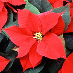 Poinsettia (Photo: Scott Bauer / USDA / Wikipedia)