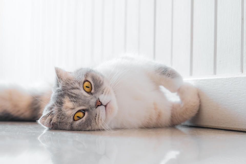 A cute scottish fold cat is lying on the floor