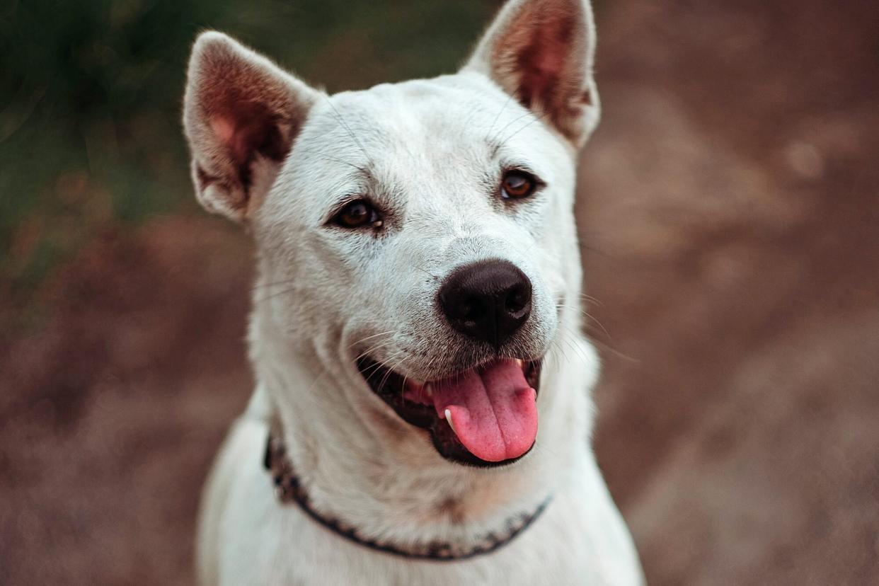 white dog that was rescued from wall