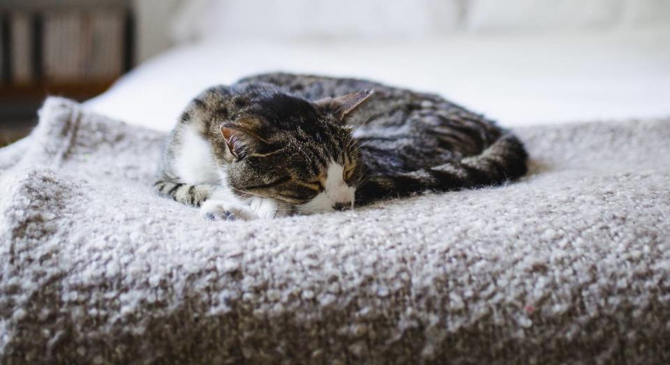 These cat beds to make your feline friend feel at home. (Getty Images) 