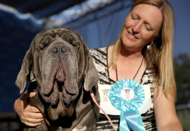 Mastino Napoletano, Napolitan Mastiff. 12 years old dog, male. Chile 2018  Stock Photo