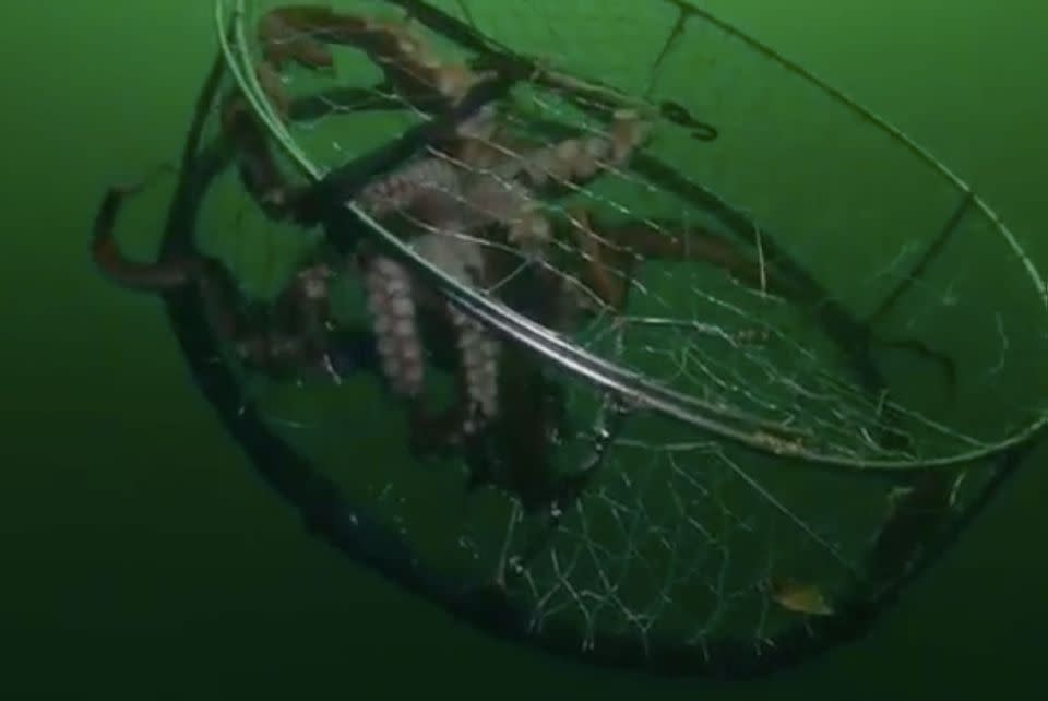 The octopus begins to escape the cage before it is pulled up. Source: BBC Earth News