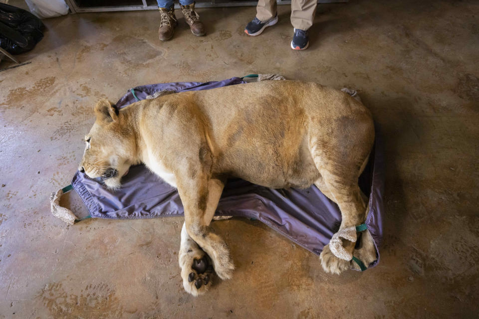 A sedated lion lies on a floor in Puerto Rico's only zoo, in Mayaguez, Puerto Rico, Friday, April 28, 2023. Puerto Rico is closing the U.S. territory's only zoo following years of suspected neglect, a lack of resources and deaths of animals that were highlighted by activists. Most of the animals are being transferred to The Wild Animal Sanctuary in Colorado. (AP Photo/Alejandro Granadillo)