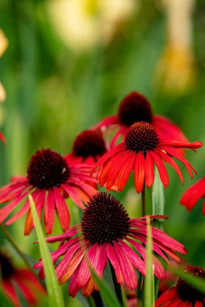 an image of the echinacea cultivar red sombreroas the main feature with various out of focus flowers as the back ground
