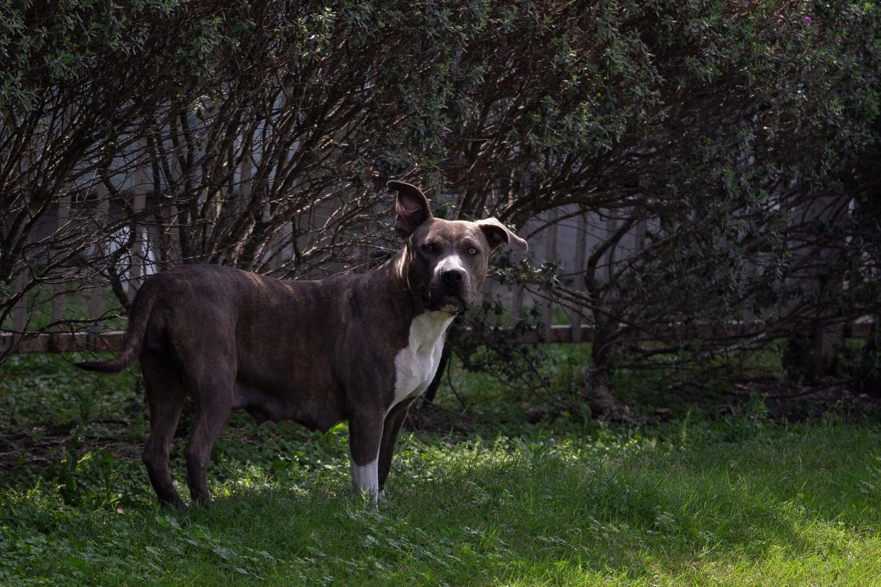 A dog searches an apartment fenceline off Lipan Street near Crosstown Expressway on Tuesday.
(Photo: Angela Piazza/Caller-Times)