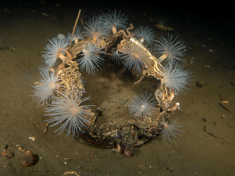 Sea anemones make a home out of waste. (Ross McLaren / SWNS)