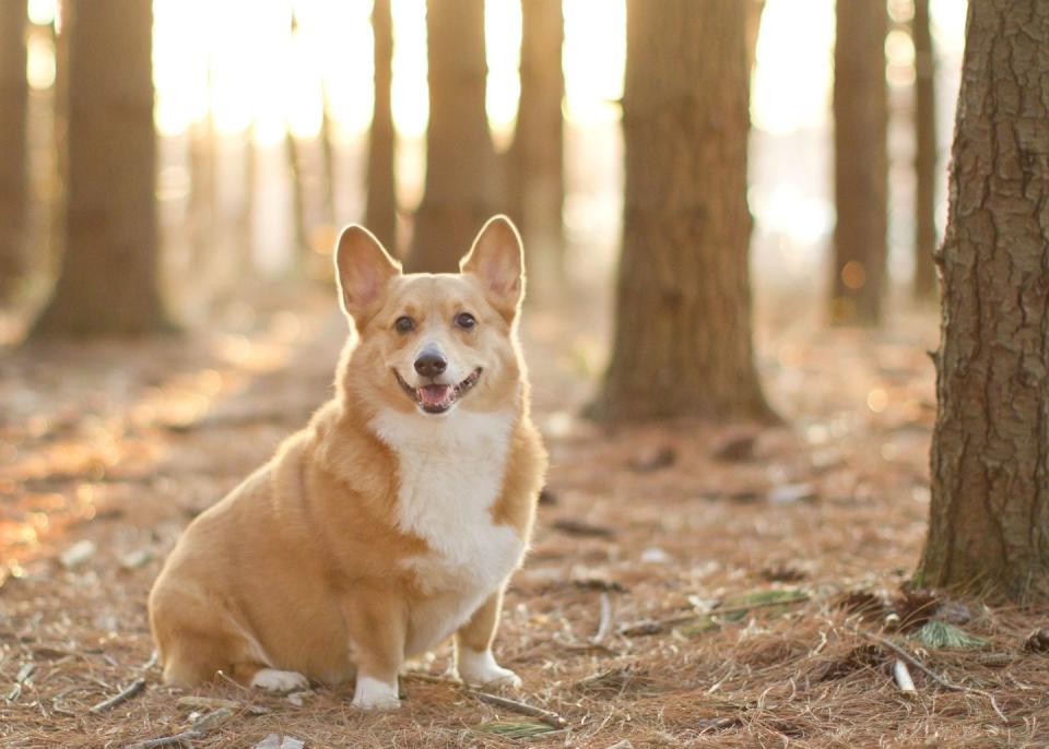 best small dog breeds corgi