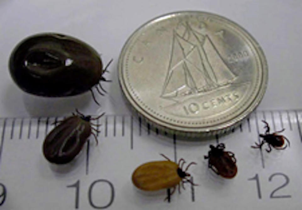 Ticks/Government of Canada