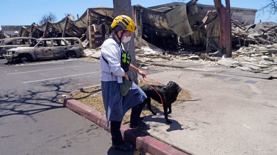 A member of a search and rescue team walks with her cadaver dog in Lahaina, Hawaii.  - Rick Bowmer/AP