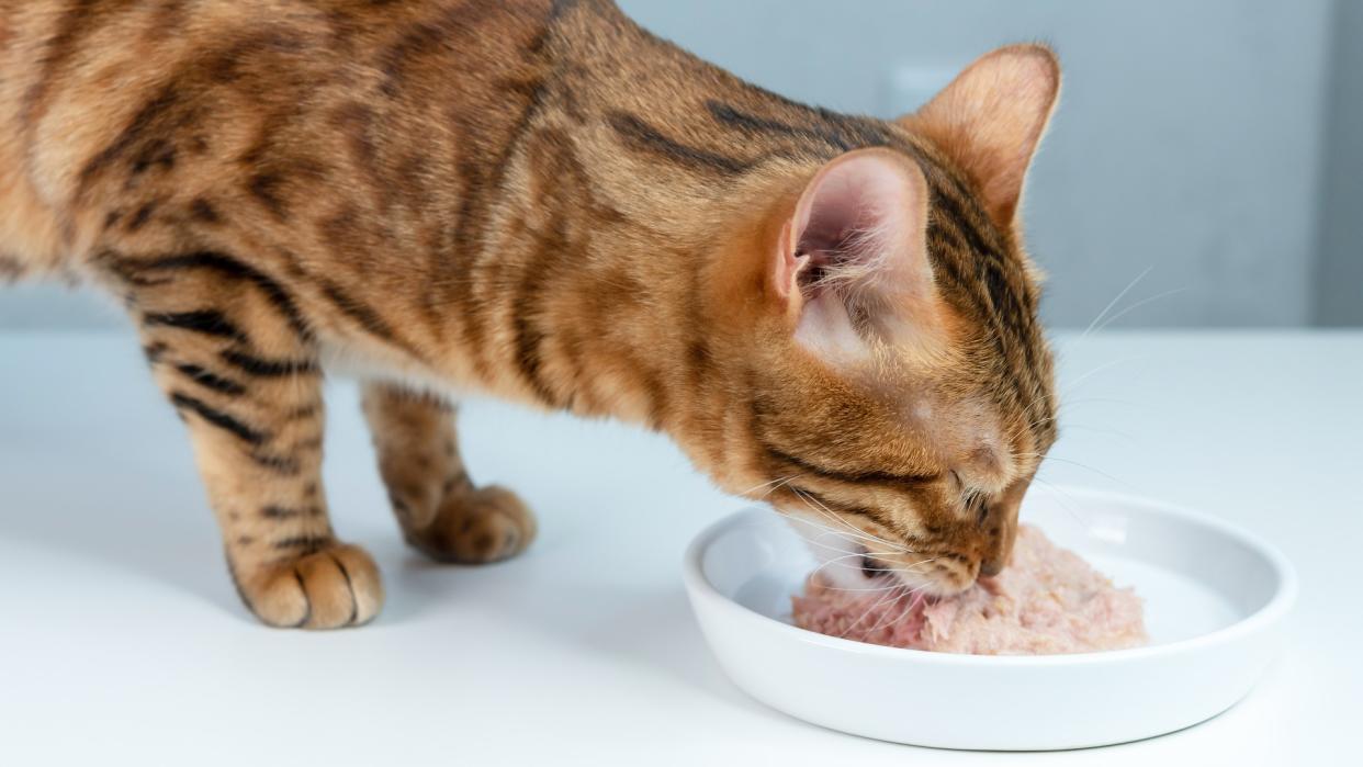  Bengal cat eating wet food out of white ceramic dish 