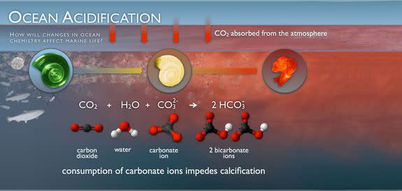 Absorbing CO2 makes the ocean more acidic.