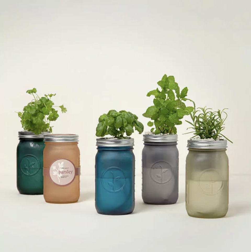 Mason Jar Indoor Herb Garden