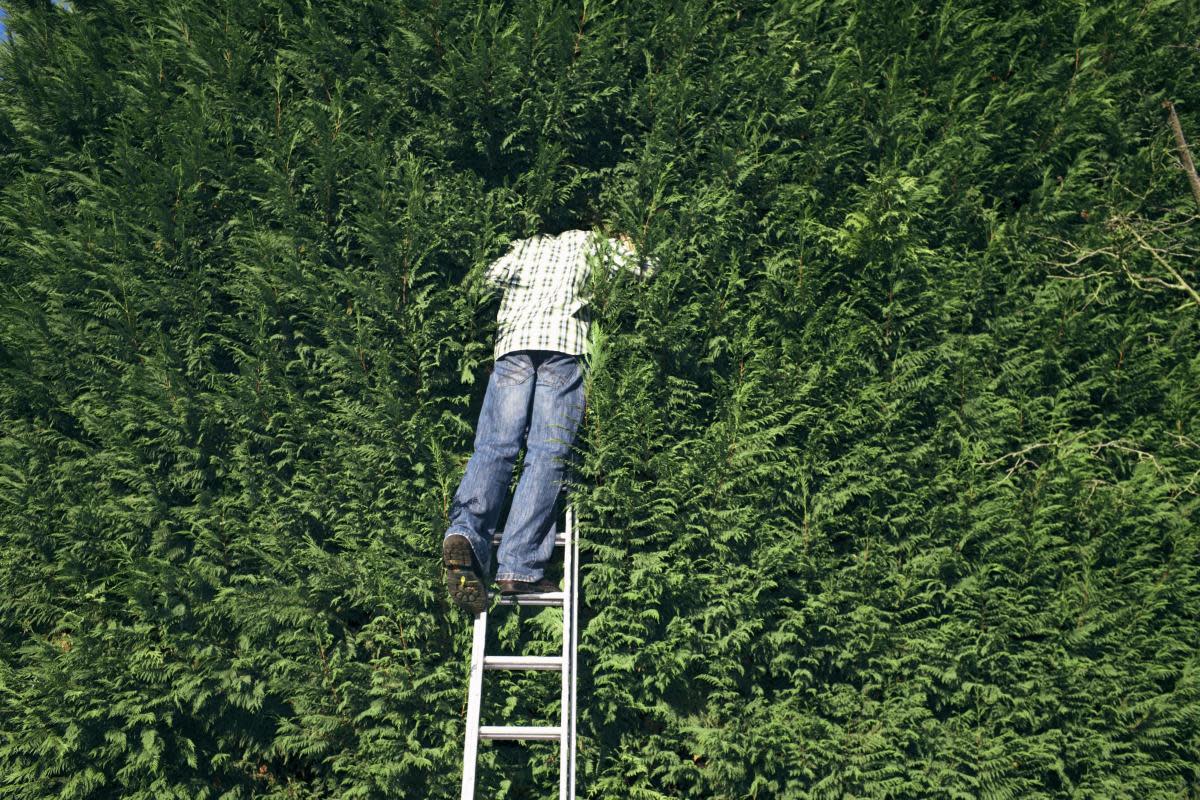 Can I make my neighbour cut their hedge in the UK? <i>(Image: Getty)</i>