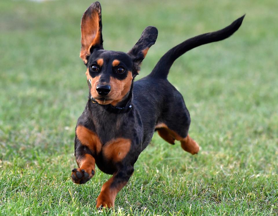 A dachshund runs down the course during the Dachshund Races & Rescued Dog Reunion at the Nelson Park Festival Gardens in July 2021.