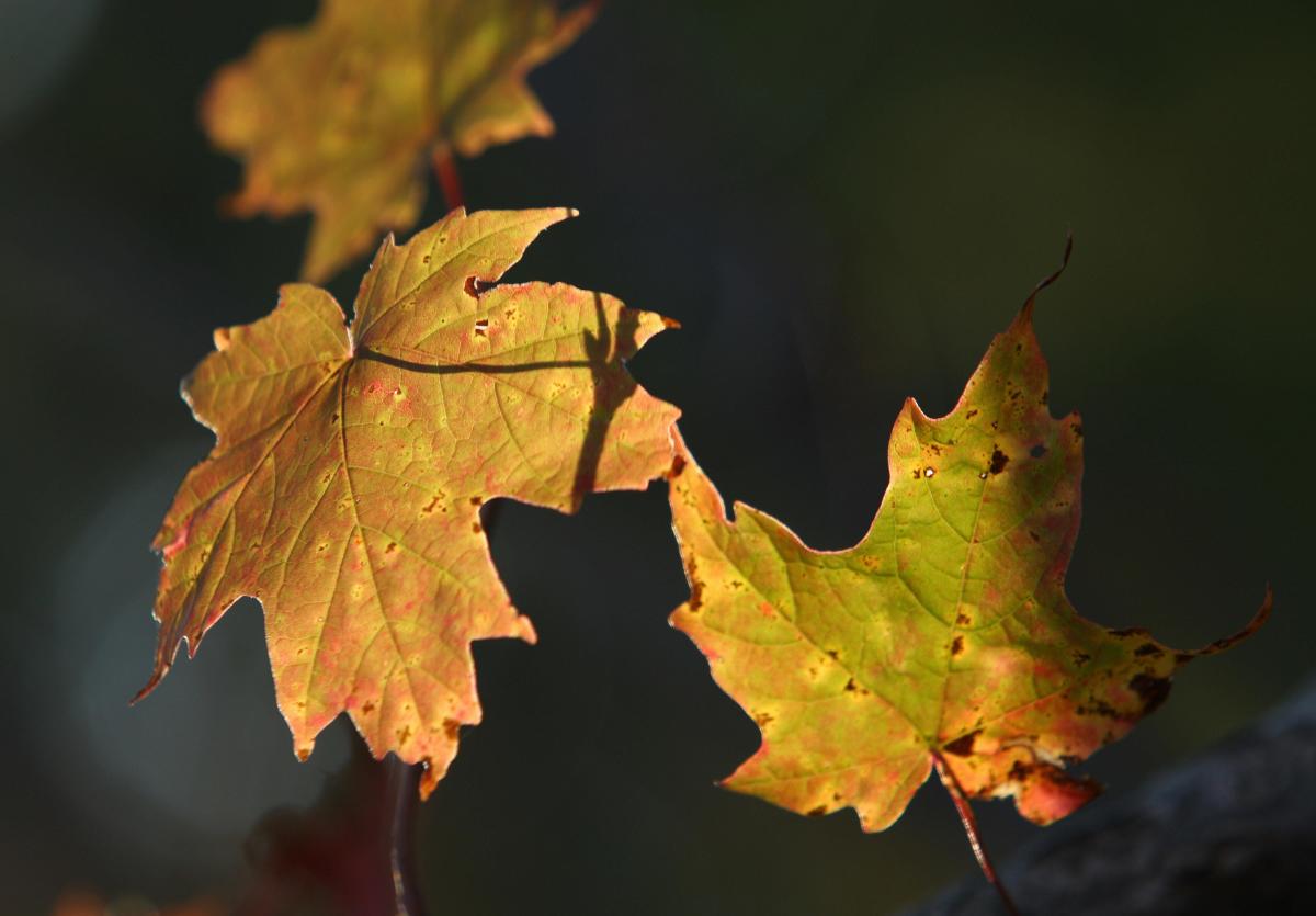 When is daylight saving 2024? Here’s when the first day of fall, time