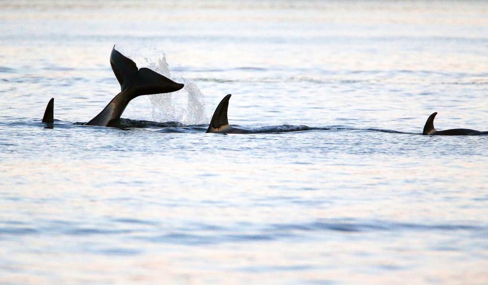 FILE — A pod of three Bigg's transient orcas travel along the Manette shoreline at twilight in July 2021.