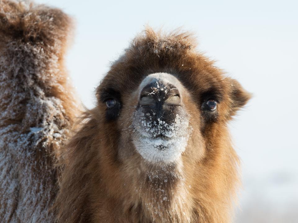 A camel smiles at the camera with snow on its face