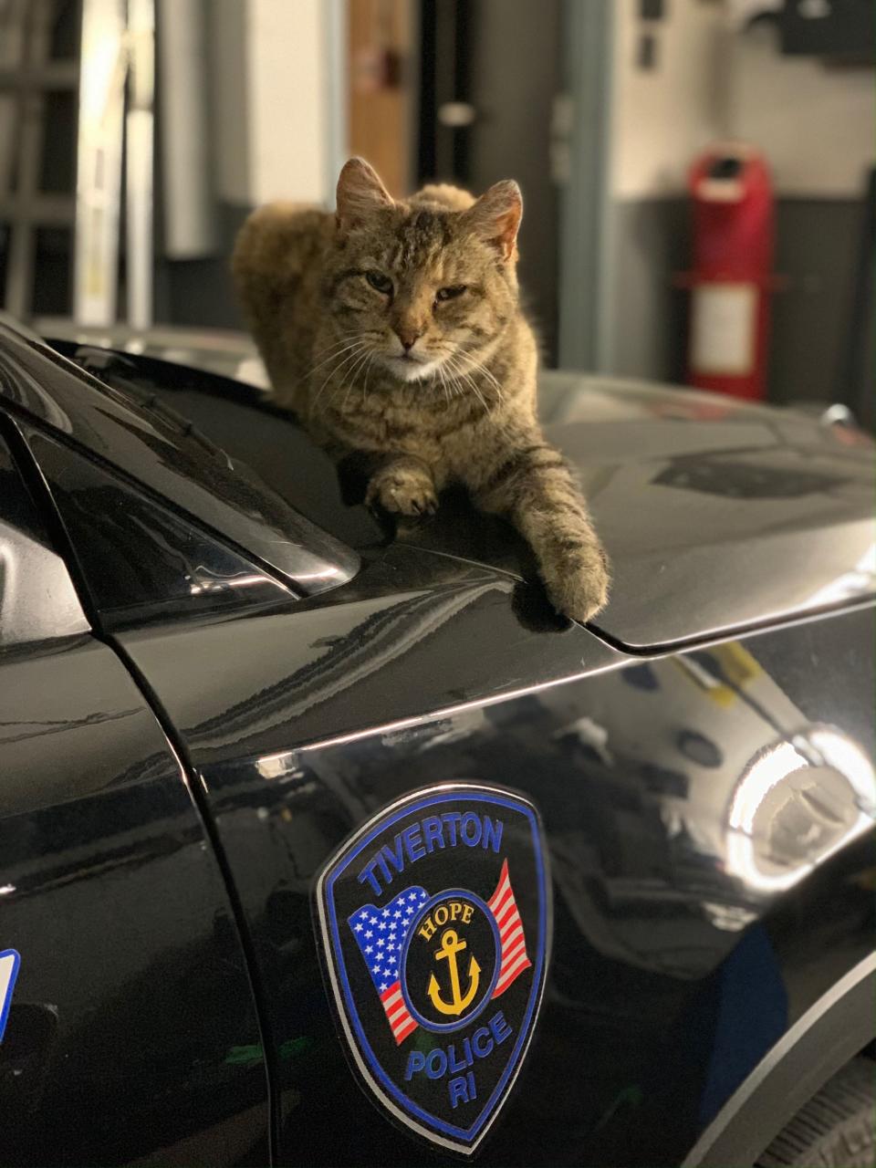 Scrappy, a comfort cat for the Tiverton Police Department in Rhode Island.