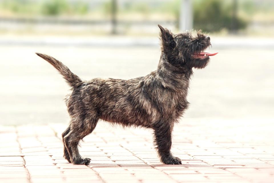 Cairn Terrier with brindle coat