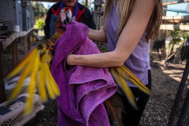 Parrot evacuated