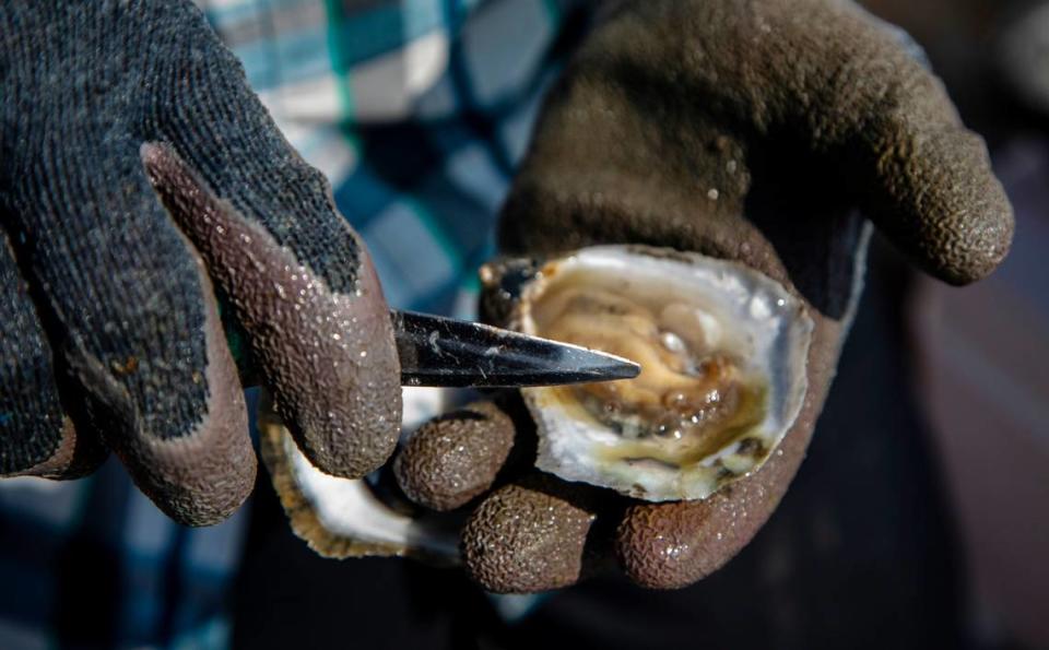 Cody Faison farms shucks an oyster from his oyster farm in Topsail Sound near Hampstead Wednesday, Sept. 8, 2021. Faison says healthy salt marshes are essential to his business. Salt marshes in North Carolina are being pushed back by rising sea waters, but aren’t always able to retreat due to coastal development, leaving them to shrink.