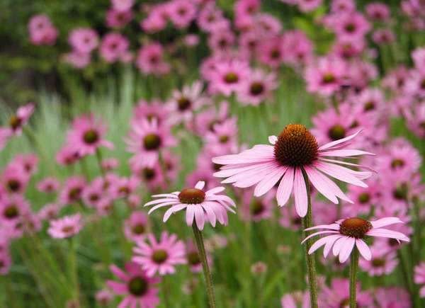 Purple Coneflower / echinacea purpurea purple flowers