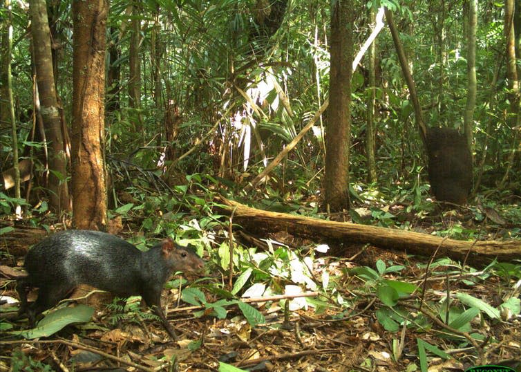 <span class="caption">The large rodent crop-raiding agouti.</span> <span class="attribution"><span class="source">Mark Abrahams</span>, <span class="license">Author provided</span></span>