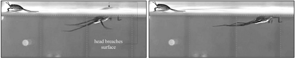 Striders can often kick back up to the surface if they get submerged, unlike plastic particles. Daren A. Watson and Andrew K. Dickerson, from the Proceedings of the National Academy of Sciences